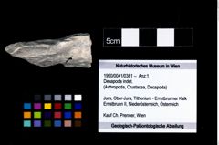 Foto (Objekt + Etikett) von Decapoda indet.  (NHMW-GEO-1990-0041-0381)